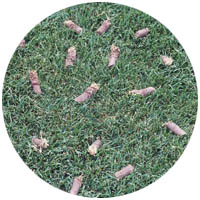 Le Sueur turfgrass aeration and seeding
