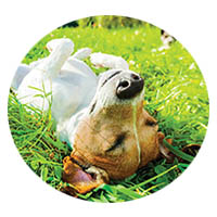 Le Sueur flea and tick control