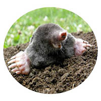 Le Sueur mole & grub control