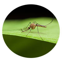Le Sueur mosquito control