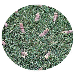 Le Sueur spring touch aeration and seeding