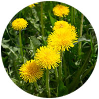 Le Sueur grass weed control